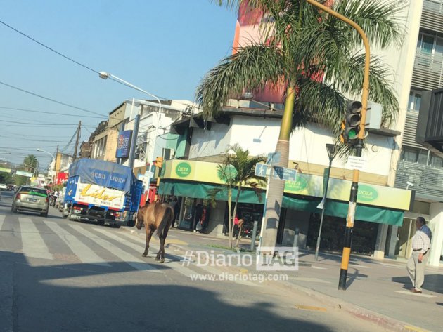 De paseo por la peatonal un caballo suelto en plena calle